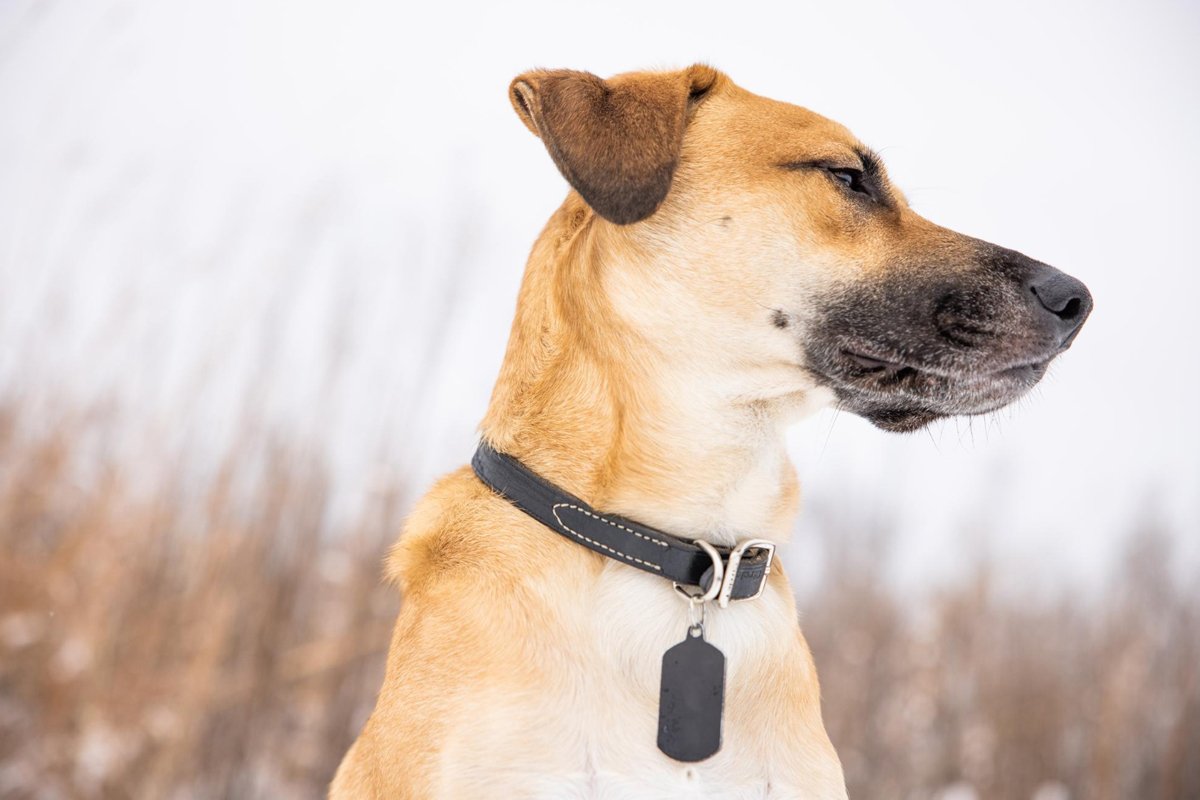 How Smart Collars and GPS Trackers Improve Pet Safety and Monitor Health