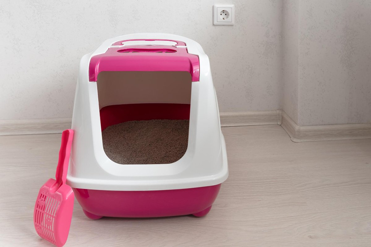 Smart Litter Boxes Explained: How Self-Cleaning Technology Improves Cat Hygiene